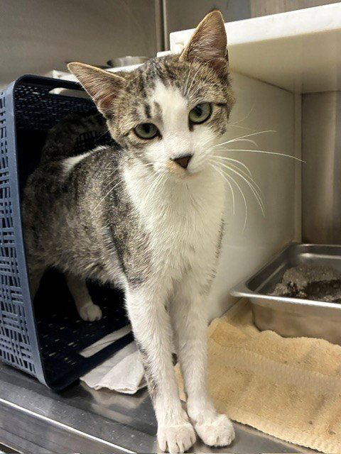 *REBECCA, Adult Domestic Short Hair (medium coat), cat for adoption in Brighton, Colorado
