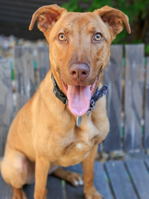 BELLA, an adoptable American Pit Bull Terrier in Brighton, CO