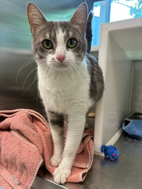*LEGGY, Adult Domestic Short Hair (medium coat), cat for adoption in Parker, Colorado