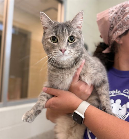 LUNA, Adult Domestic Short Hair (medium coat), cat for adoption in Centennial, Colorado