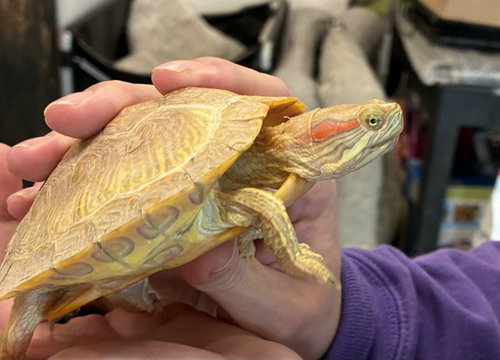 *ALBA