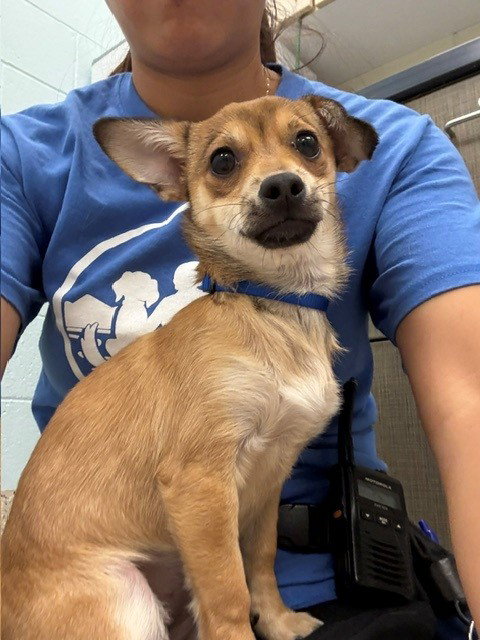 PEANUT