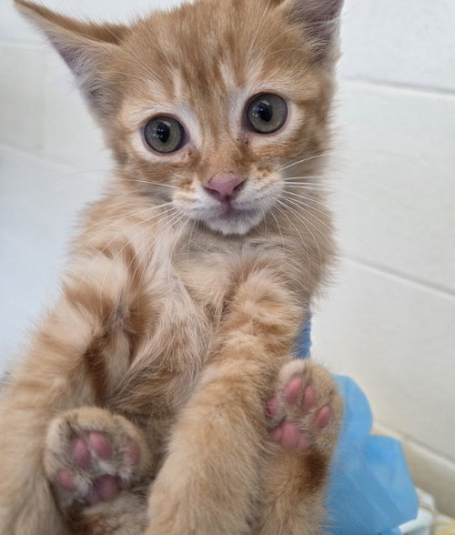 *LUCY, Baby Domestic Medium Hair (medium coat), cat for adoption in Northglenn, Colorado
