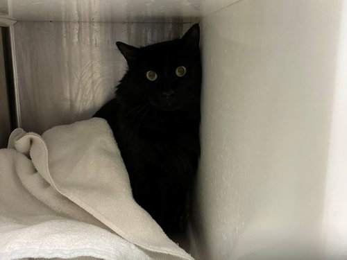*CIDER, Adult Domestic Long Hair (medium coat), cat for adoption in Northglenn, Colorado