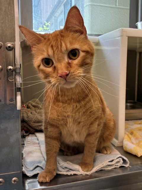 TOM, Adult Domestic Short Hair (medium coat), cat for adoption in Northglenn, Colorado