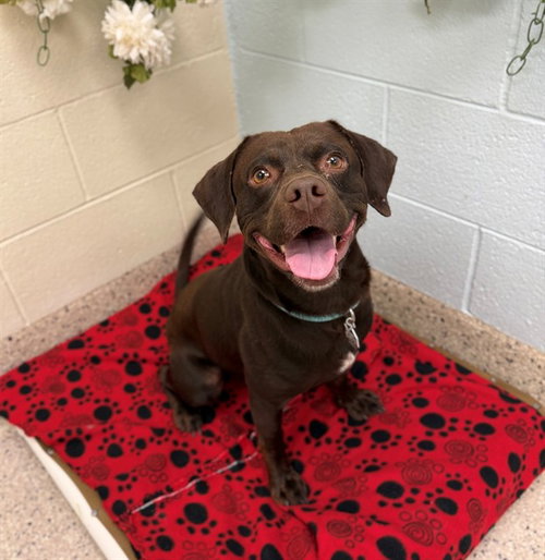 *KYLO, an adoptable Labrador Retriever in Brighton, CO