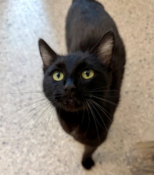 *BILLY JEAN, an adoptable Domestic Medium Hair in Brighton, CO