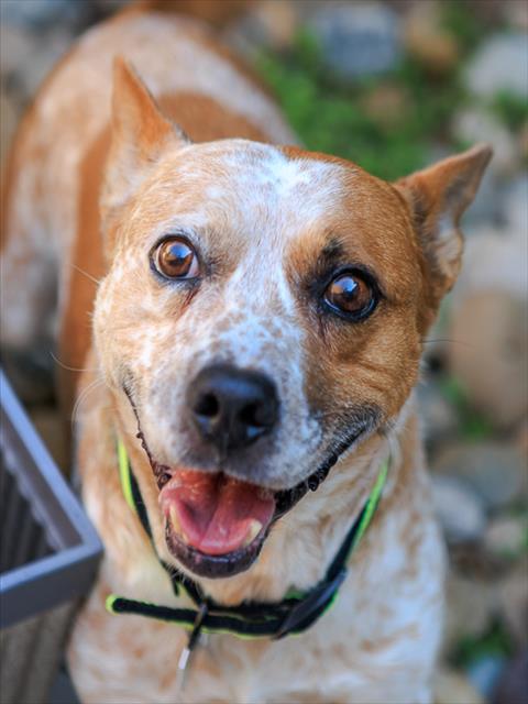 APOLLO, an adoptable Australian Cattle Dog in Brighton, CO