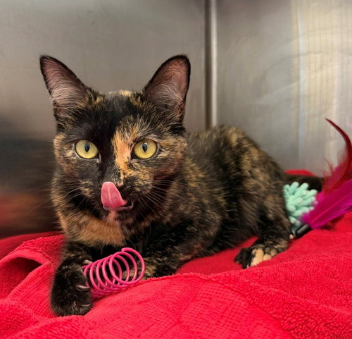 *JUJUBEE, an adoptable Domestic Short Hair in Brighton, CO