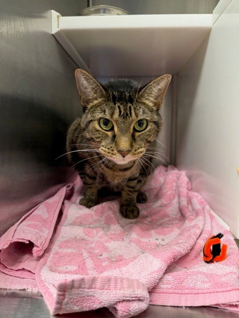 BUTTERSCOTCH, an adoptable Domestic Short Hair in Brighton, CO