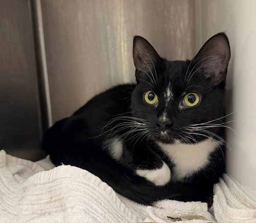WISP, an adoptable Domestic Short Hair in Brighton, CO