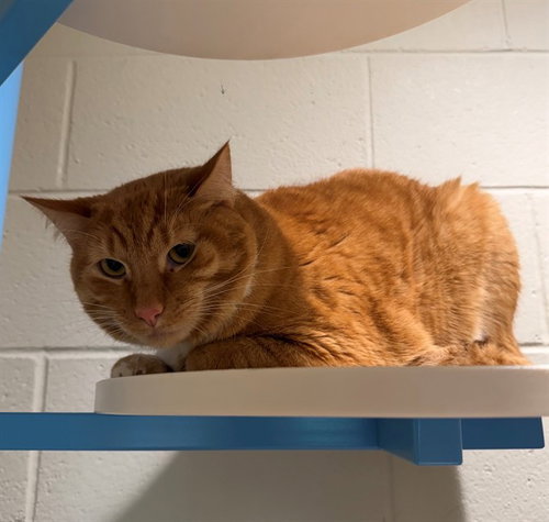 SIMBA, an adoptable Domestic Short Hair in Brighton, CO