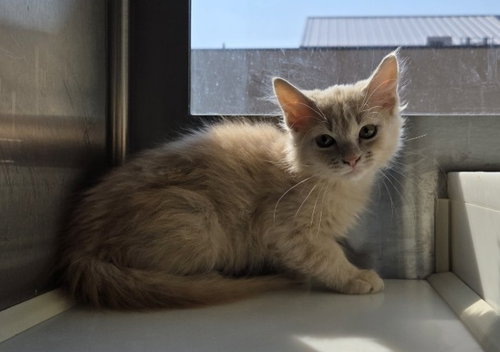 *BARNABUS, an adoptable Domestic Long Hair in Brighton, CO