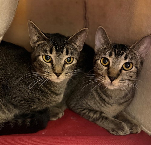 TINKER, an adoptable Domestic Short Hair in Brighton, CO