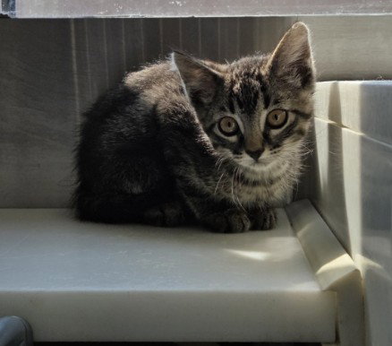 *FREEDOM, an adoptable Domestic Medium Hair in Brighton, CO