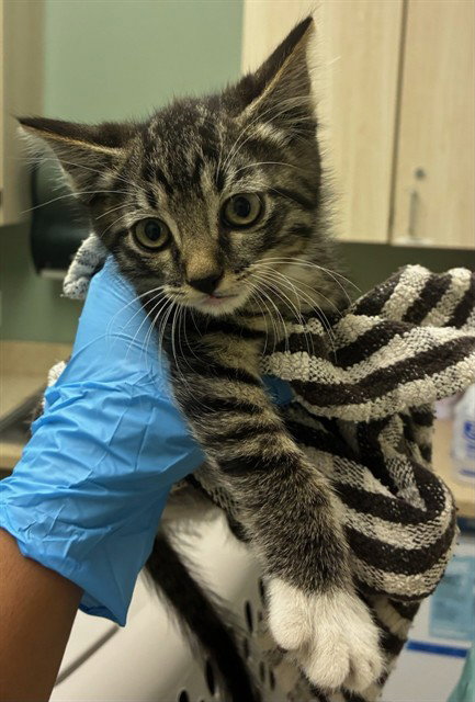 *VALOR, an adoptable Domestic Medium Hair in Brighton, CO