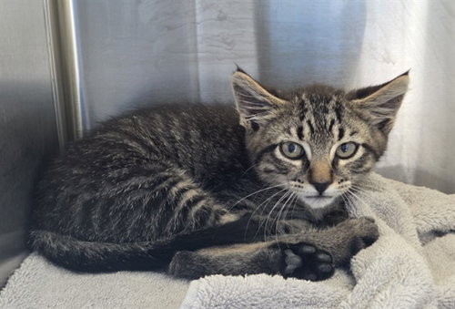 *TOMMY MCMEOWKINS, an adoptable Domestic Medium Hair in Brighton, CO