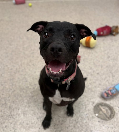 BUTTERCUP, an adoptable Pit Bull Terrier in Brighton, CO