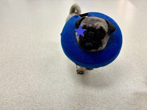 *POCKET SQUARE, an adoptable Pug in Brighton, CO