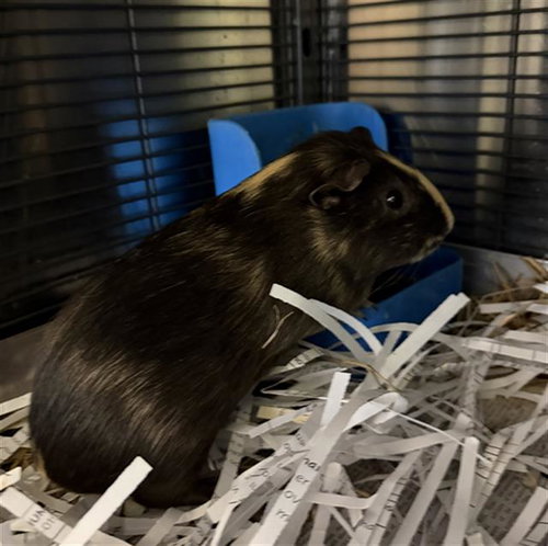 Peanut Butter