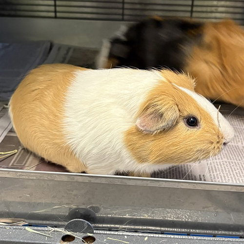Pedro