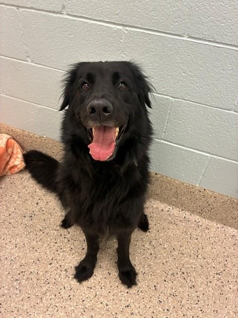 *KEYSTONE, an adoptable Flat-coated Retriever in Brighton, CO