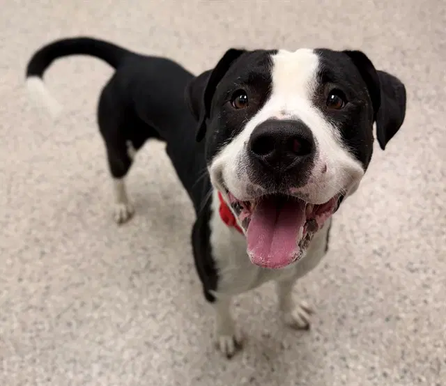 Milo - Pit Bull Terrier