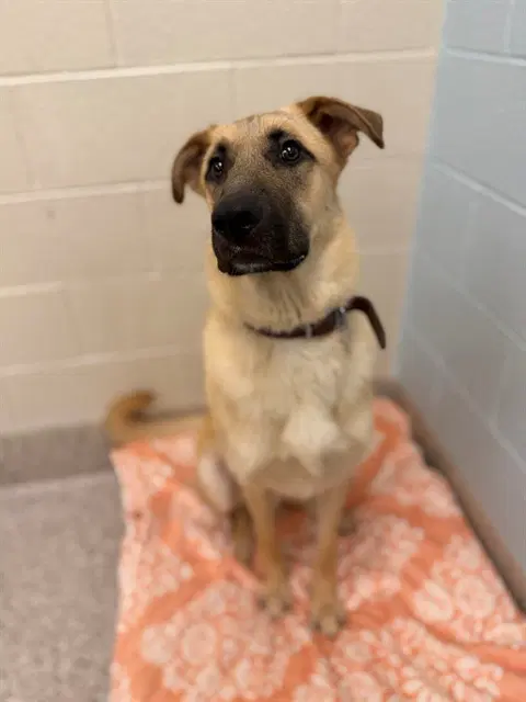 Bishop - Anatolian Shepherd