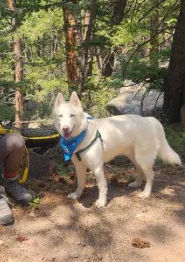 Cloud - Siberian Husky