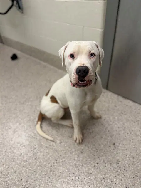 Blue Moon - Pit Bull Terrier