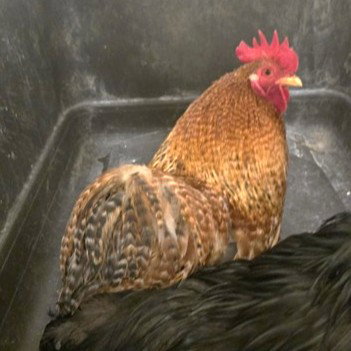 *HOPKINS, a poultry for adoption from Adams County Animal Shelter