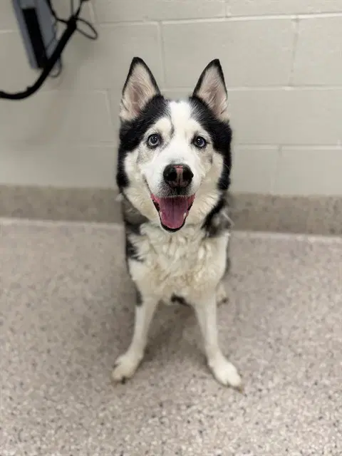 Lokee - Siberian Husky