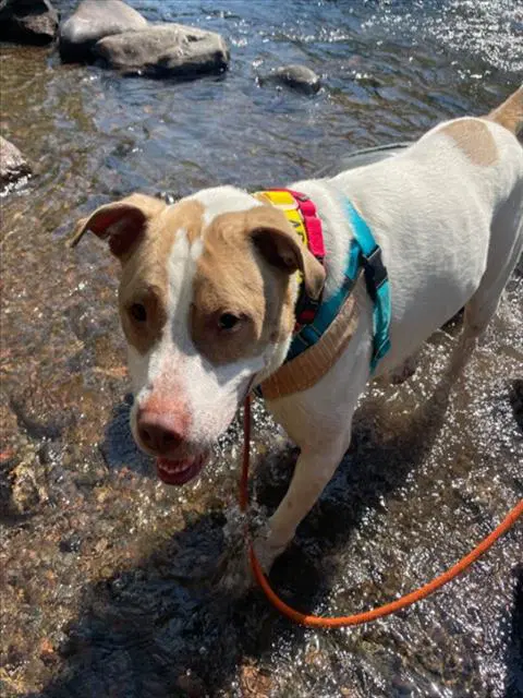 Diesel - Pit Bull Terrier