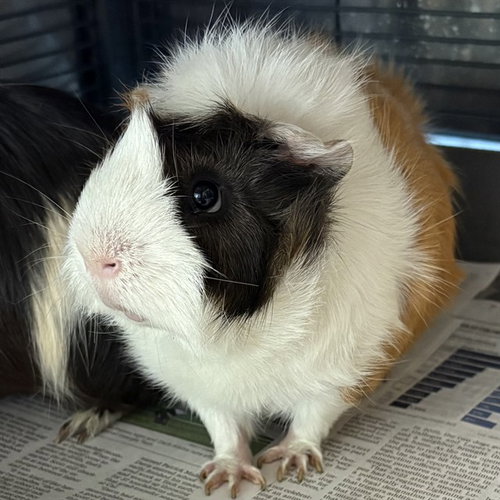 SPOT, a guinea pig for adoption from Adams County Animal Shelter