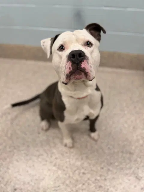 Ferdinand - Pit Bull Terrier
