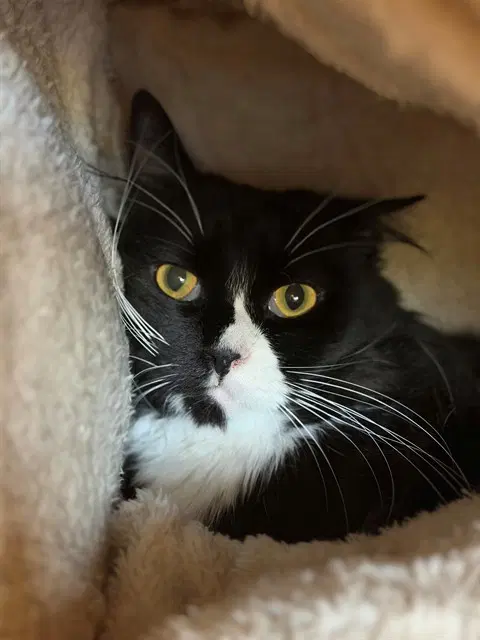 Cello - Domestic Medium Hair