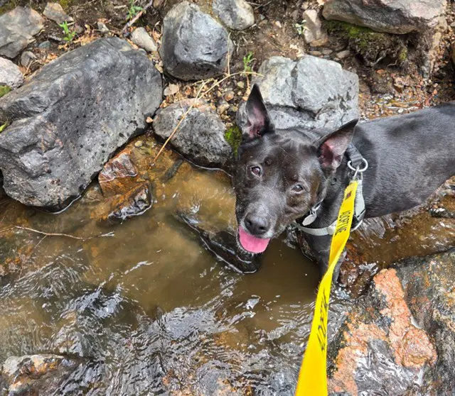 Dingo - Australian Kelpie