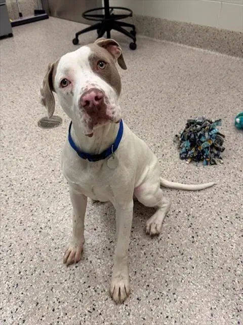 Guero - Pit Bull Terrier