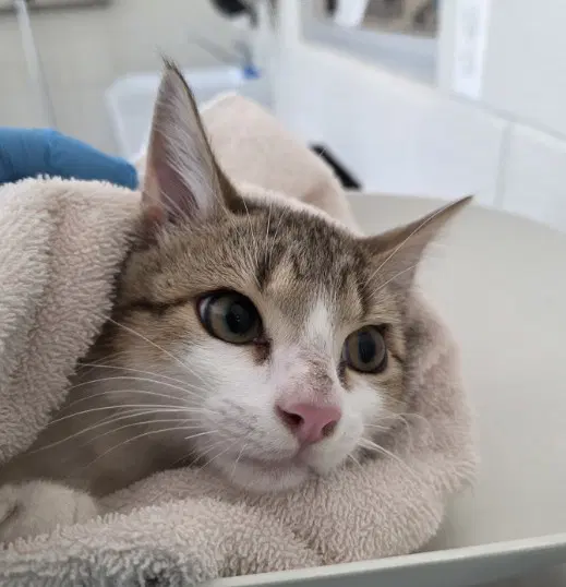Walter - Domestic Short Hair