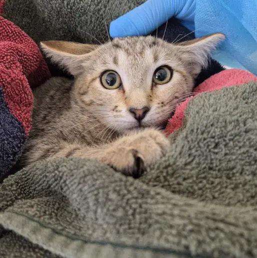 Paulina - Domestic Short Hair