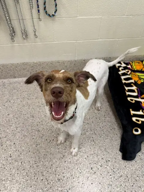 Pancho - German Wirehaired Pointer