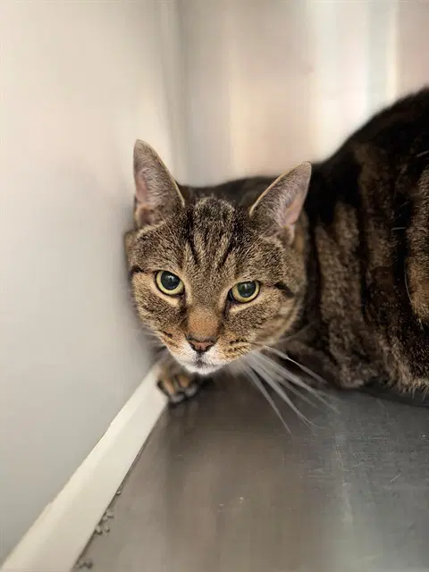 Bowie - Domestic Short Hair