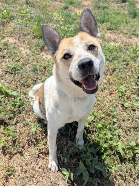 Mackerel - Australian Cattle Dog/Blue Heeler