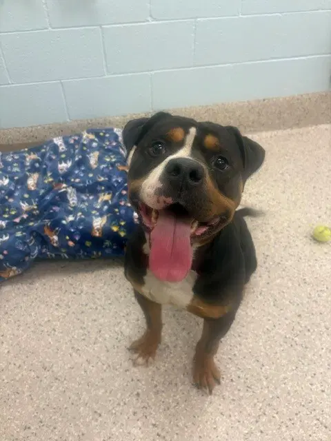 Gobstopper - Rottweiler