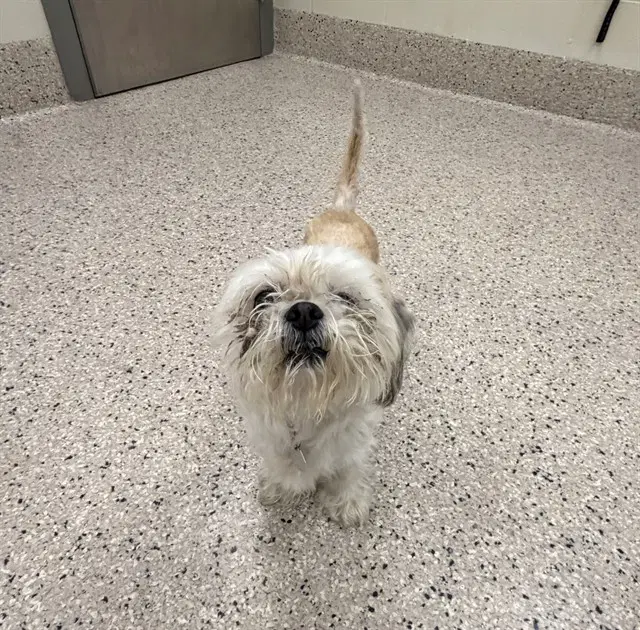 Butters - Shih Tzu