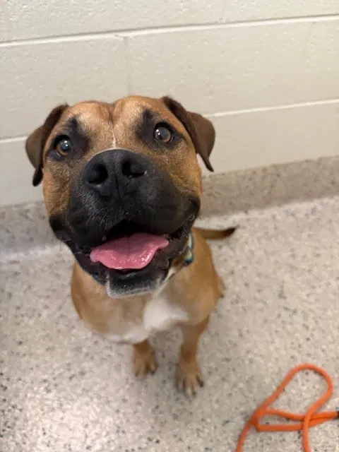 Zeke - Boxer
