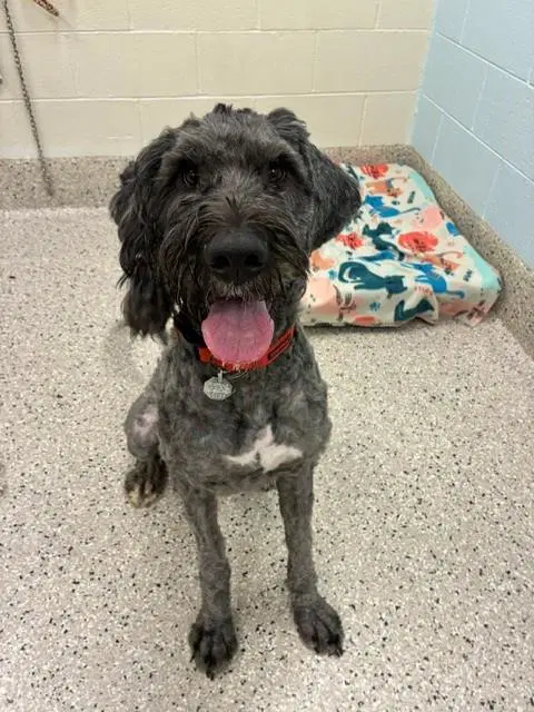 Jester - Poodle (Standard)
