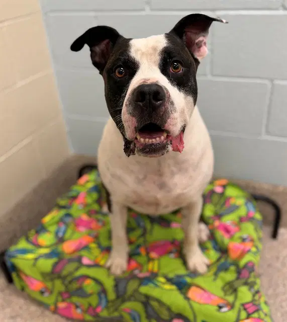 Sal - Pit Bull Terrier