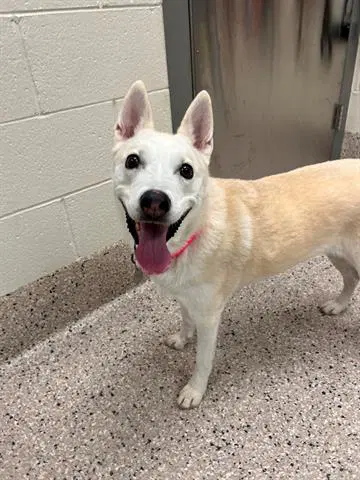 Estrella - Siberian Husky