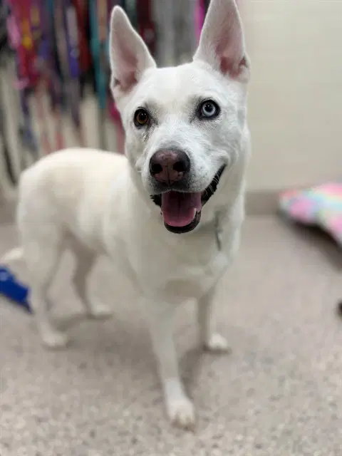 Chiva - Siberian Husky
